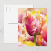 Carte Postale Tulipes proches (Devant / Derrière)