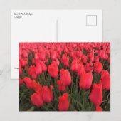Carte Postale Tulipes rose corail (Devant / Derrière)