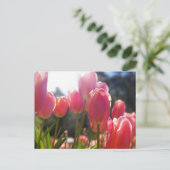Carte Postale Tulipes roses (Debout devant)