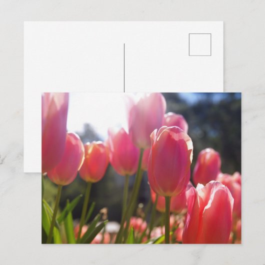Carte Postale Tulipes roses (Devant / Derrière)