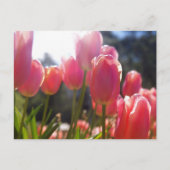 Carte Postale Tulipes roses (Devant)
