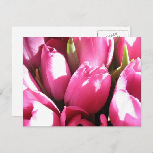 Carte Postale Tulipes roses (Devant / Derrière)