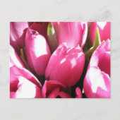 Carte Postale Tulipes roses (Devant)