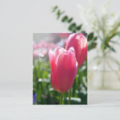 Carte Postale Tulipes roses (Debout devant)
