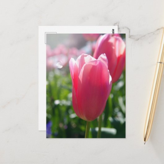 Carte Postale Tulipes roses (Devant/Arrière en situation)