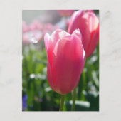 Carte Postale Tulipes roses (Devant)