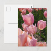 Carte Postale Tulipes roses (Devant / Derrière)