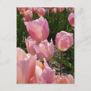 Carte Postale Tulipes roses