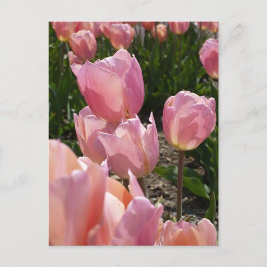 Carte Postale Tulipes roses (Devant)