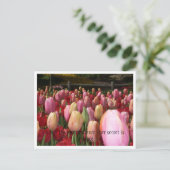 Carte Postale tulipes roses (Debout devant)