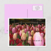 Carte Postale tulipes roses (Devant / Derrière)