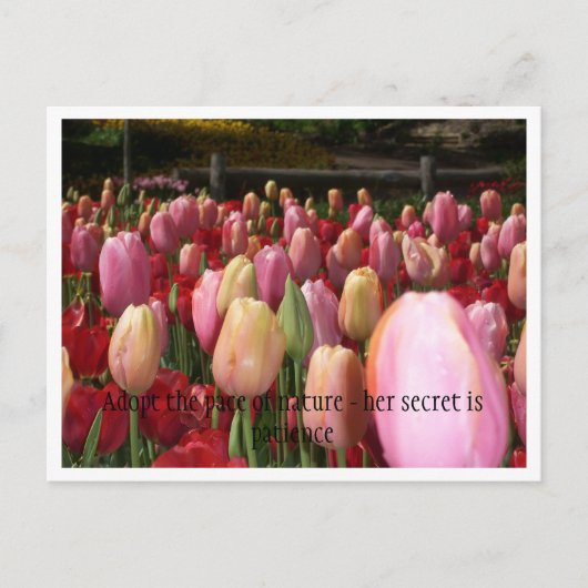 Carte Postale tulipes roses (Devant)