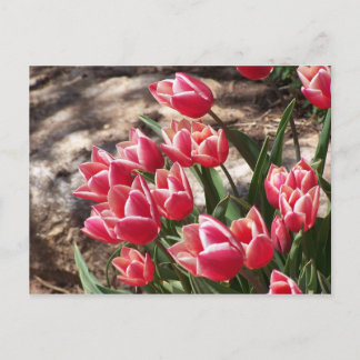 Carte Postale Tulipes roses