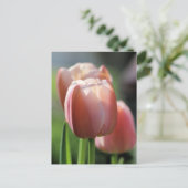Carte Postale Tulipes roses (Debout devant)