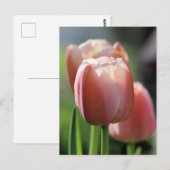 Carte Postale Tulipes roses (Devant / Derrière)