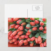 Carte Postale tulipes roses (Devant / Derrière)