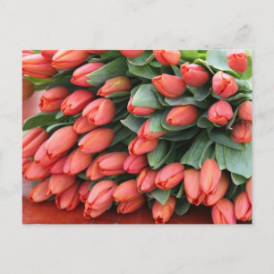 Carte Postale tulipes roses