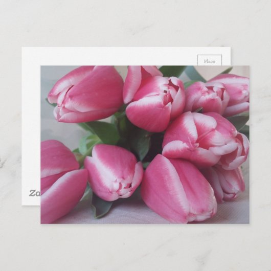 Carte Postale Tulipes roses (Devant / Derrière)