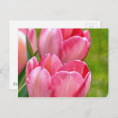 Carte Postale Tulipes roses (Devant / Derrière)