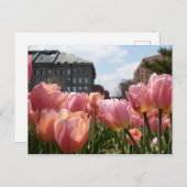 Carte Postale Tulipes roses à Boston (Devant / Derrière)