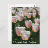 Carte Postale Tulipes roses argentées (Devant / Derrière)