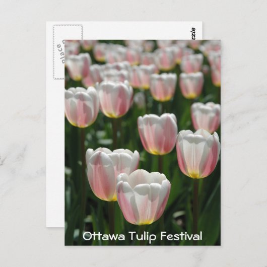 Carte Postale Tulipes roses argentées (Devant / Derrière)