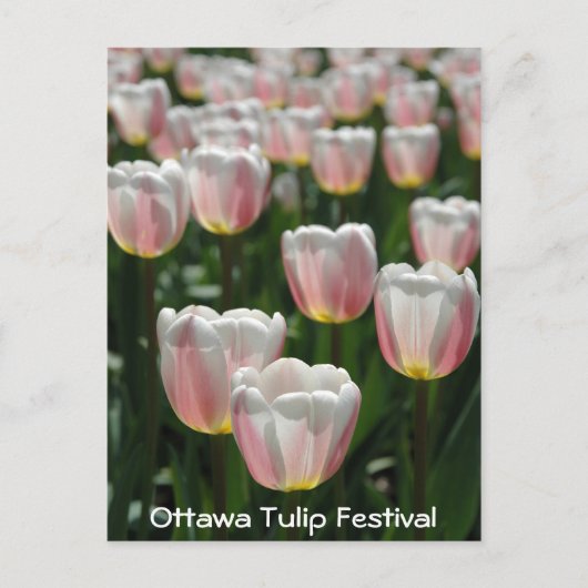 Carte Postale Tulipes roses argentées (Devant)