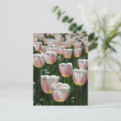 Carte Postale Tulipes roses argentées (Debout devant)
