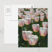 Carte Postale Tulipes roses argentées (Devant / Derrière)