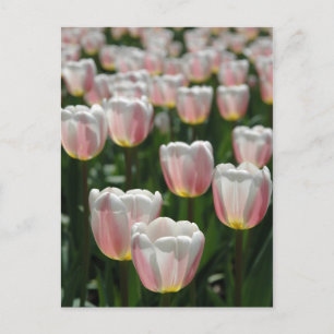 Carte Postale Tulipes roses argentées
