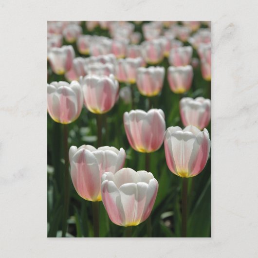 Carte Postale Tulipes roses argentées (Devant)