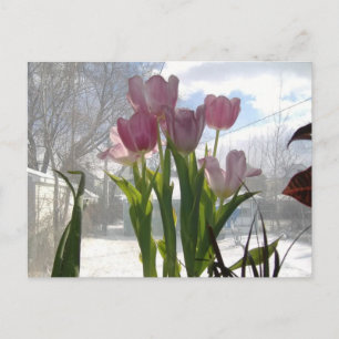 Carte Postale Tulipes Roses Au Soleil D'Hiver