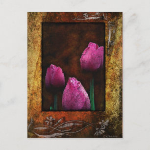 Carte Postale Tulipes roses encadrées