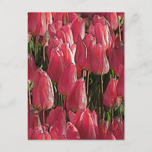 Carte Postale Tulipes roses florales