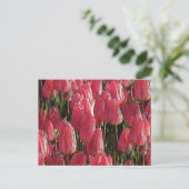 Carte Postale Tulipes roses florales (Debout devant)
