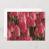 Carte Postale Tulipes roses florales (Devant / Derrière)