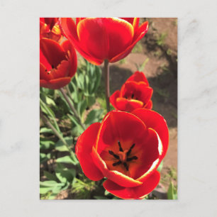 Carte Postale Tulipes rouges à l'intérieur