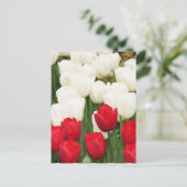 Carte postale Tulipes rouges et blanches (Debout devant)