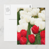 Carte postale Tulipes rouges et blanches (Devant / Derrière)