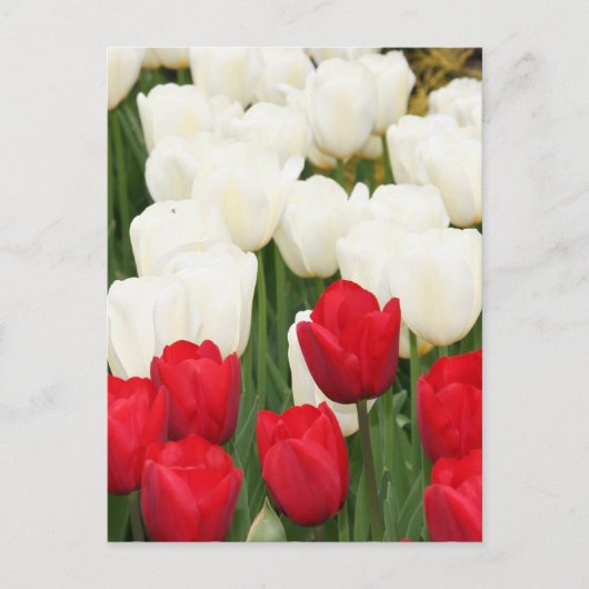 Carte postale Tulipes rouges et blanches (Devant)