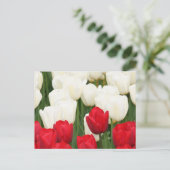 Carte postale Tulipes rouges et blanches (Debout devant)