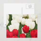 Carte postale Tulipes rouges et blanches (Devant / Derrière)
