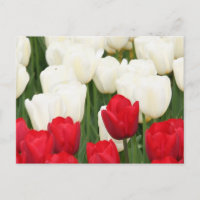Carte postale Tulipes rouges et blanches