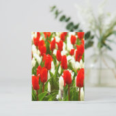 Carte Postale Tulipes rouges et blanches (Debout devant)