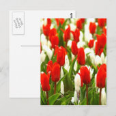 Carte Postale Tulipes rouges et blanches (Devant / Derrière)