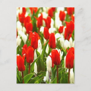 Carte Postale Tulipes rouges et blanches