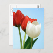 Carte Postale Tulipes rouges et blanches (Devant / Derrière)