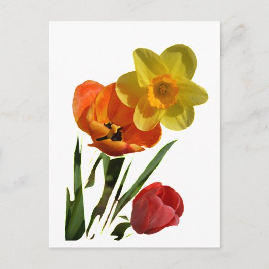 Carte Postale Tulipes rouges et fleurs de jonquilles jaunes (Devant)