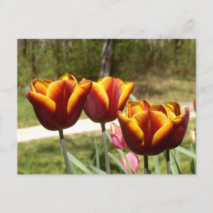 Carte postale Tulipes rouges et jaunes