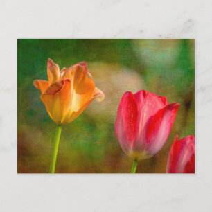 Carte Postale Tulipes rouges et jaunes sur fond texturé